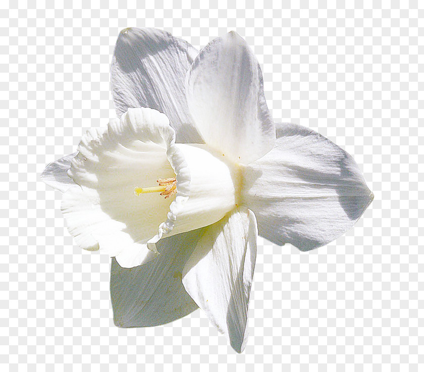 Cheong Choon Ng Amaryllis Jersey Lily Moth Orchids Belladonna PNG