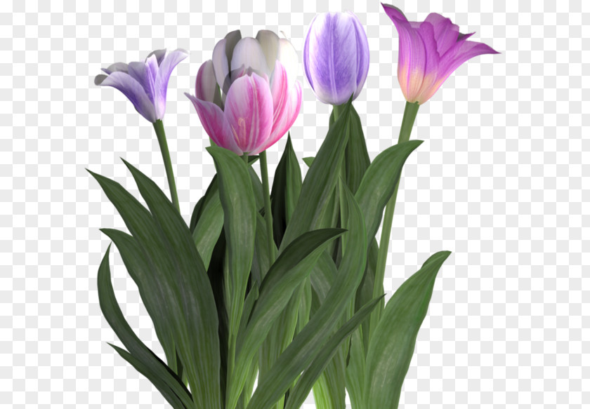 Crocus Cut Flowers Tulip Plant PNG