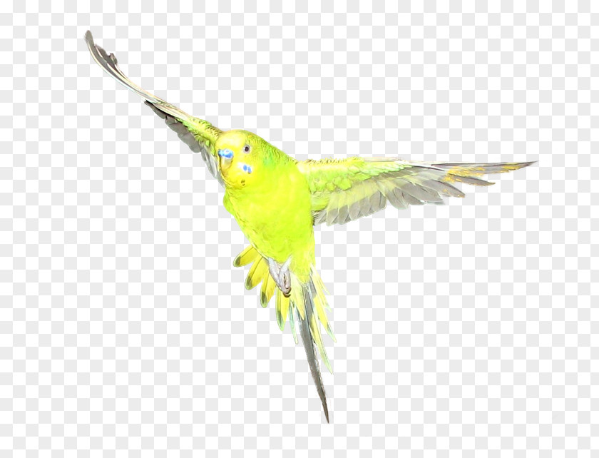 Feather Macaw Parakeet Beak Coraciiformes PNG
