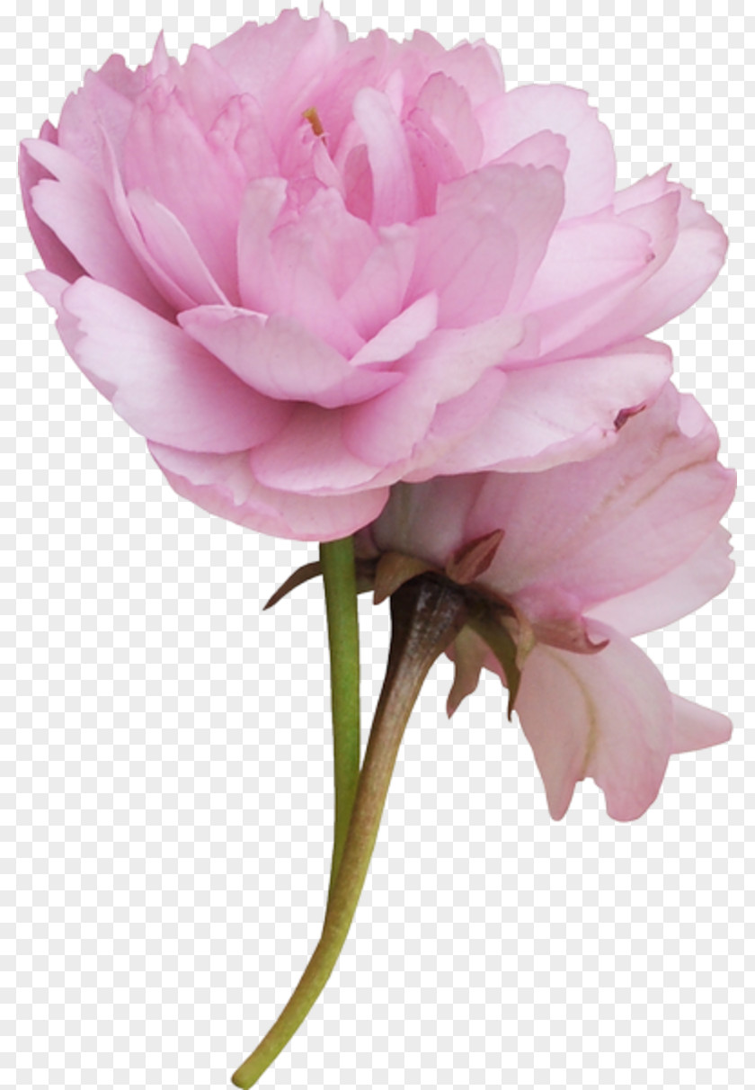 Flower Cabbage Rose Cut Flowers Petal Plant Stem PNG