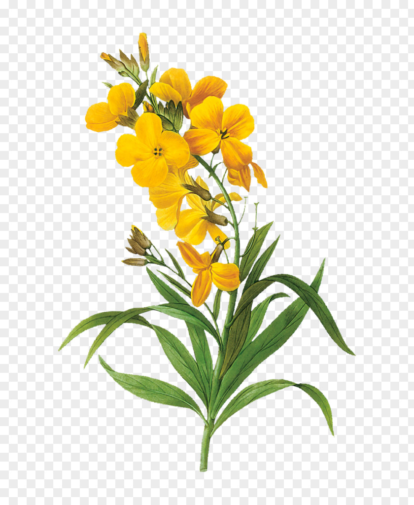 Flower Floral Design Botany Art Yellow PNG