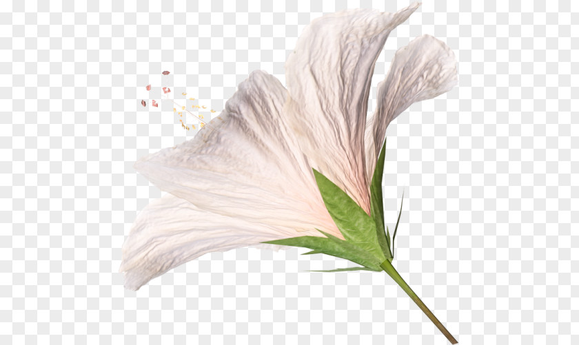 Flower Petal Clip Art PNG