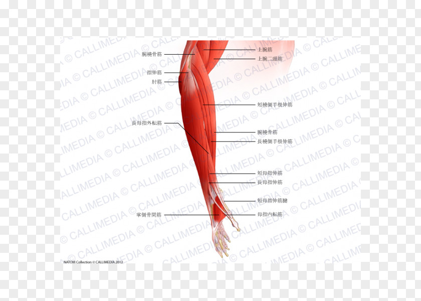 Hand Thumb Brachialis Muscle Forearm Elbow PNG