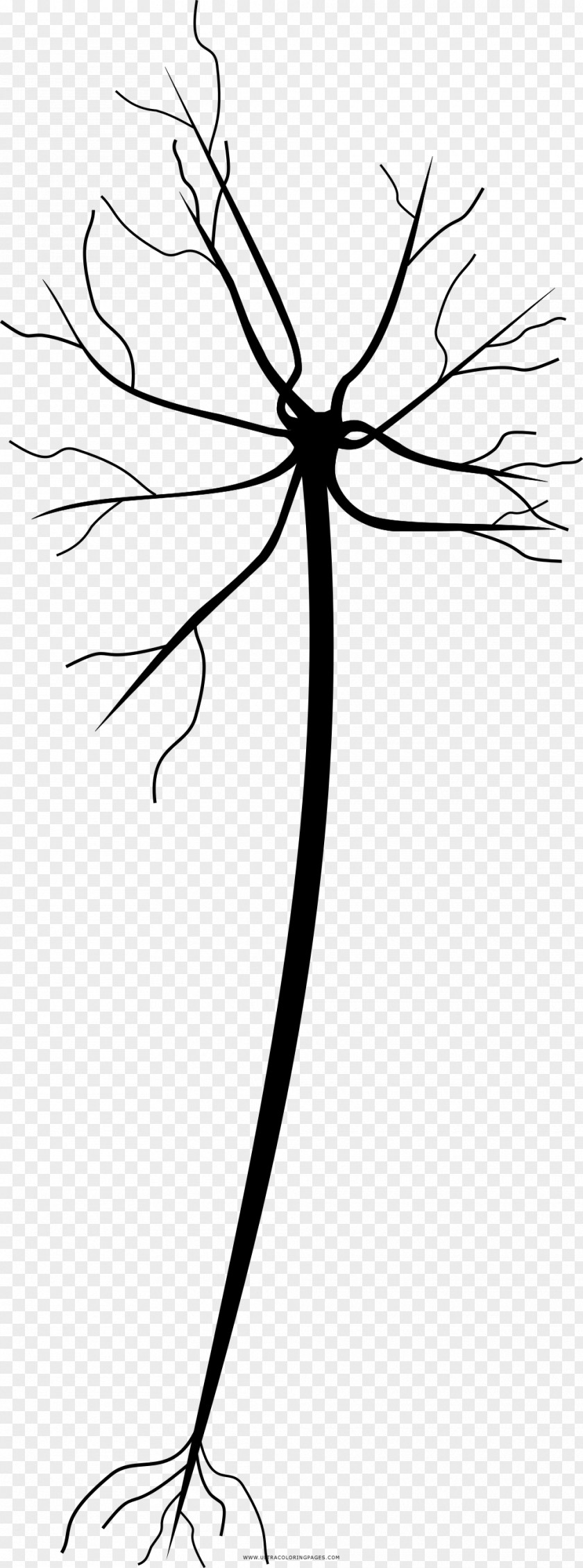 Neuron Drawing Coloring Book Line Art Painting PNG