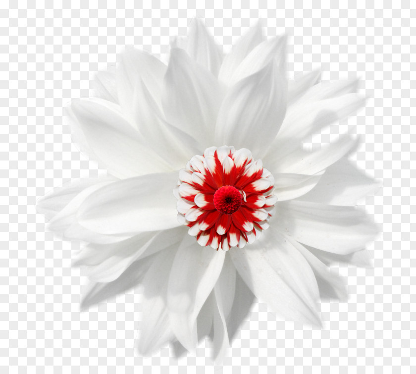 White Chamomile German Flower PNG