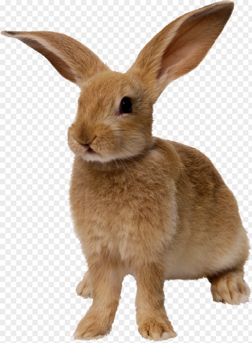 Yellow Rabbit Easter Bunny Hare PNG