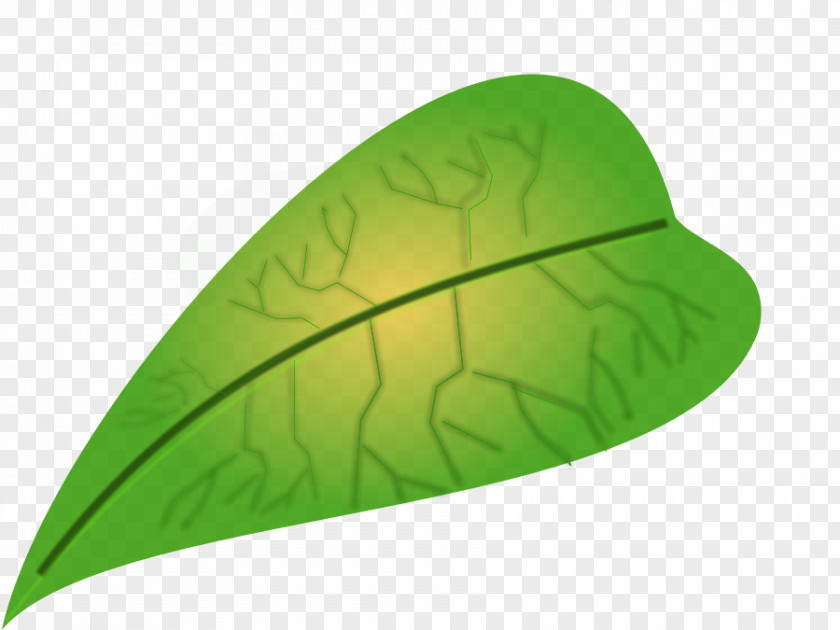 Big Leaves Cliparts Leaf Biology Clip Art PNG