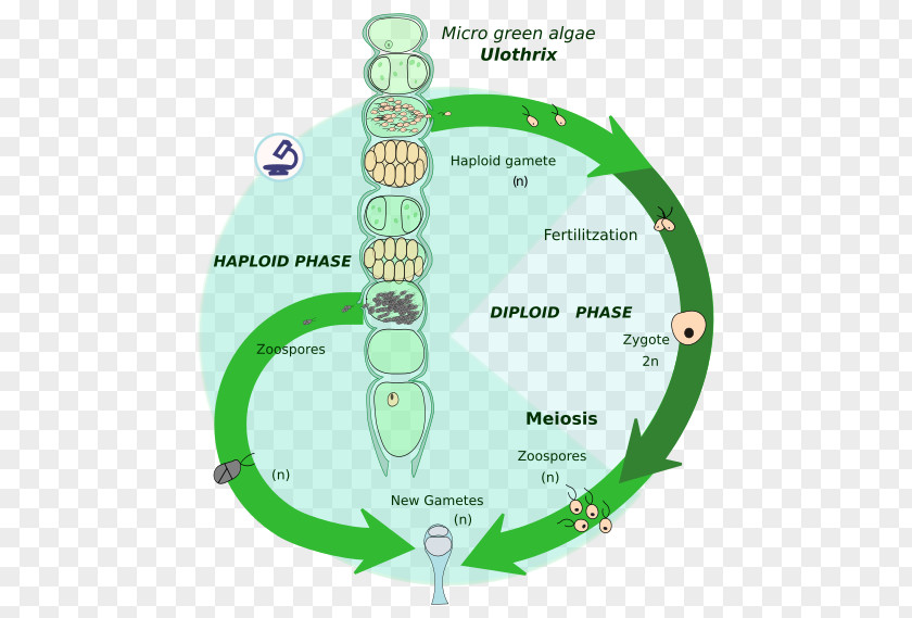 Biological Life Cycle Ploidy Algae Biology Célula Diploide PNG