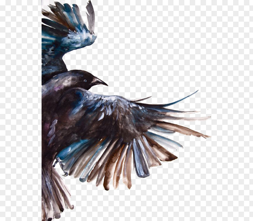 Crow Common Raven Bird Watercolor Painting Flight PNG