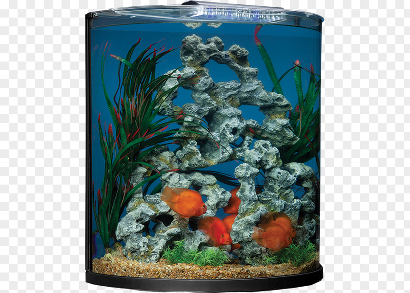 Fish Tank Aquariums Marineland Aquatic Plants Gallon PNG