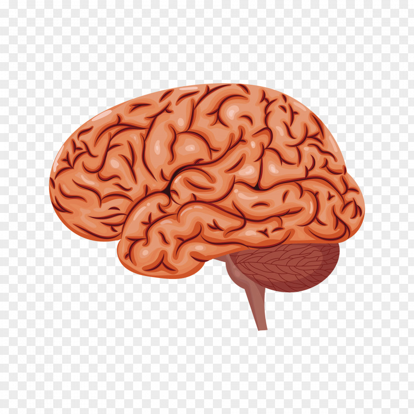 Human Brain Research Neurology UCL Advances Scientist PNG