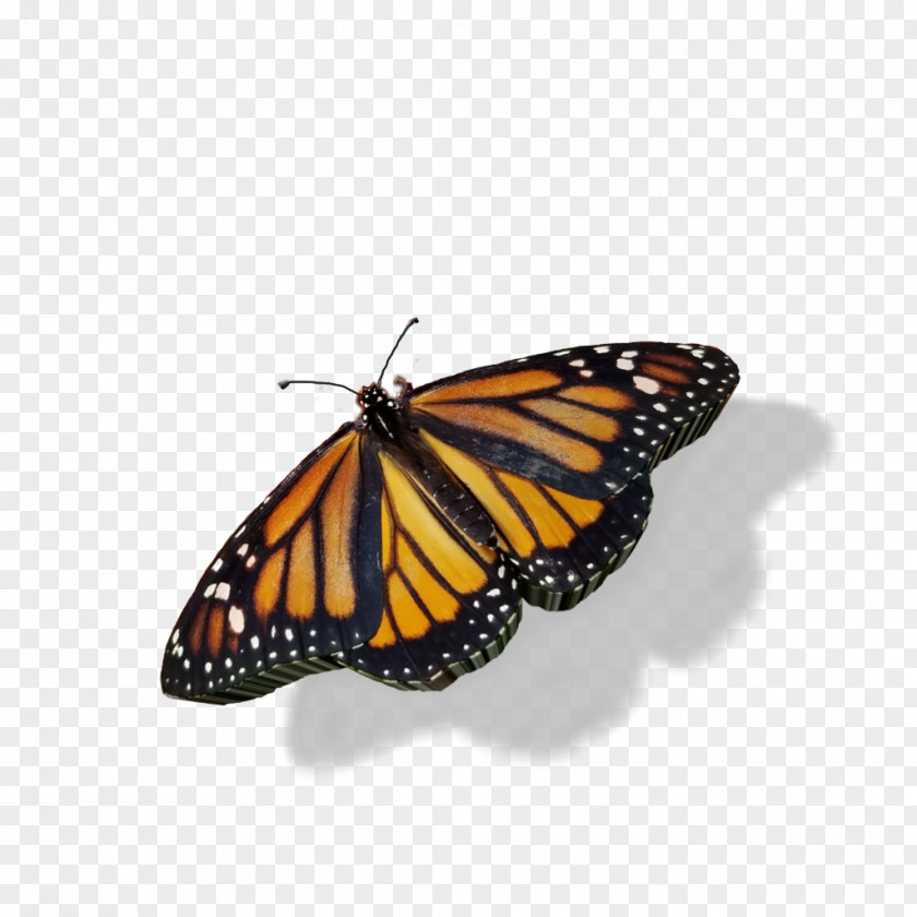 Queen Cynthia Subgenus Monarch Butterfly PNG