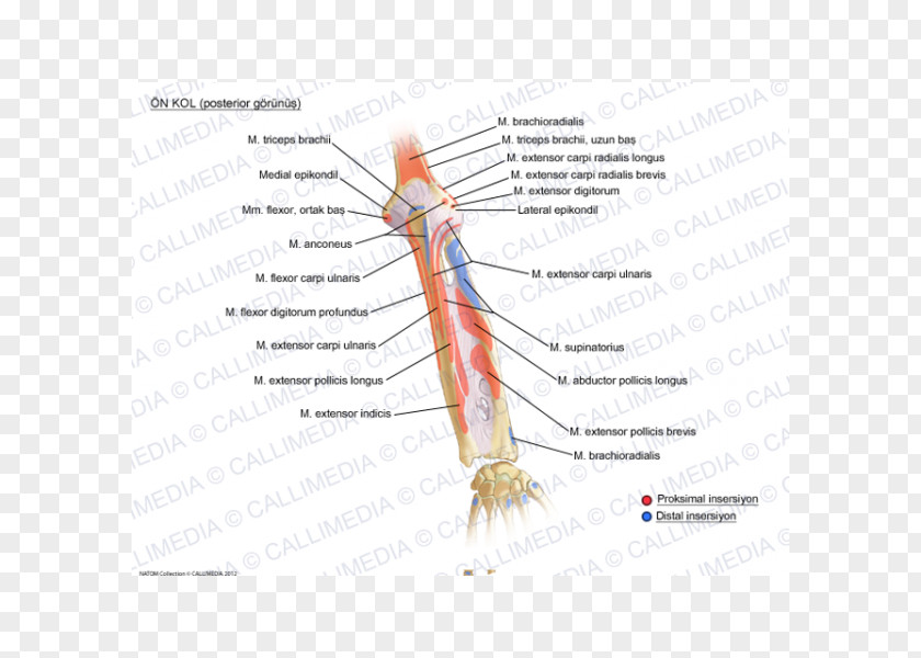 Arm Forearm Human Anatomy Augšdelms PNG