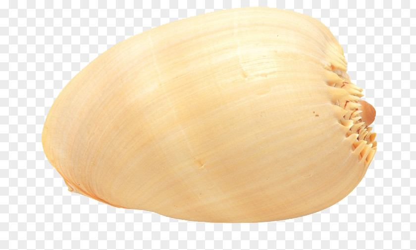 Attractive Shells Cockle Conchology Veneroida Scallop Seashell PNG