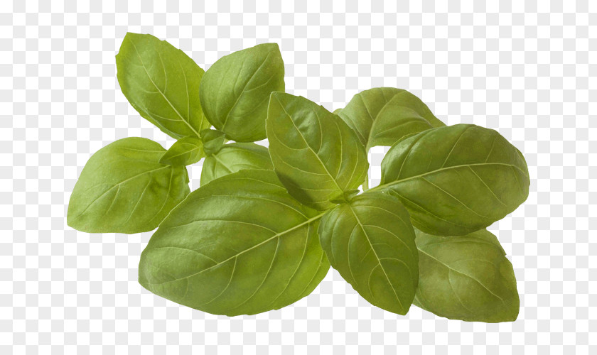 Basil Bruschetta Herb Vegetable Oregano Spice PNG