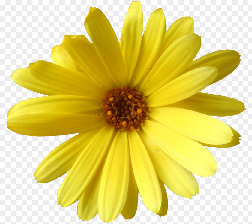 Flower Common Sunflower Yellow Daisy Family Argyranthemum PNG