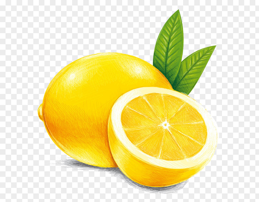 Hand-painted Lemon Mentha Spicata Mouthwash Breath Spray Bad PNG