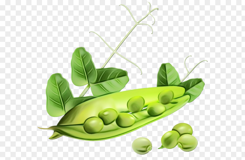 Legume Family Vegetable Pea Snow Peas Snap Plant PNG