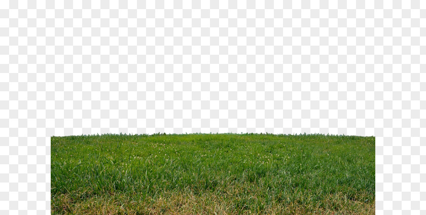 Lucky Grass Lawn Grasses Steppe Land Lot Grassland PNG