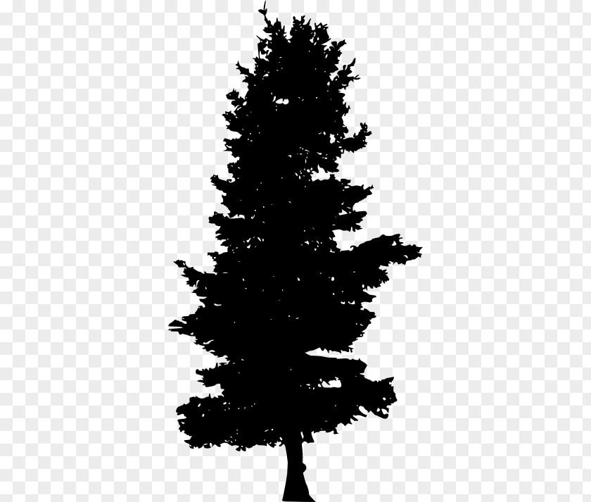 Pine Tree Silhouette Spruce Fir Evergreen PNG