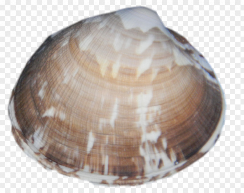 SEA SHELL Clam Cockle Mussel Macoma Oyster PNG