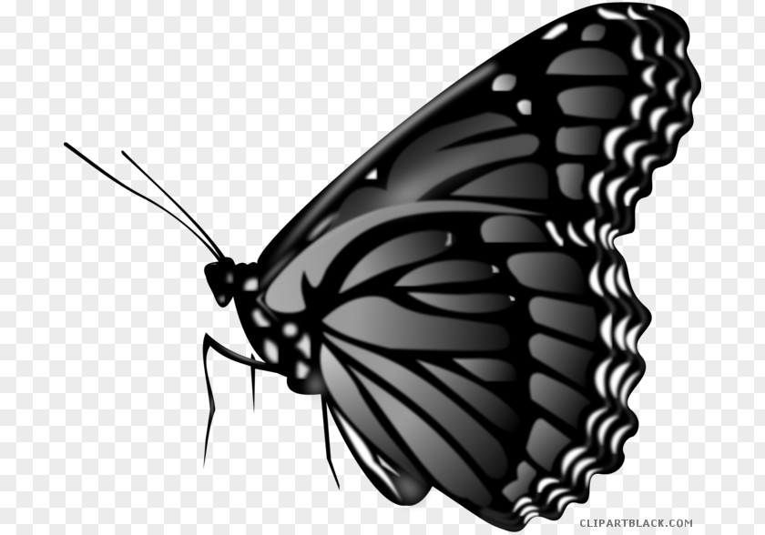 Butterfly GPS Navigation Systems Vector Graphics Image Photograph PNG