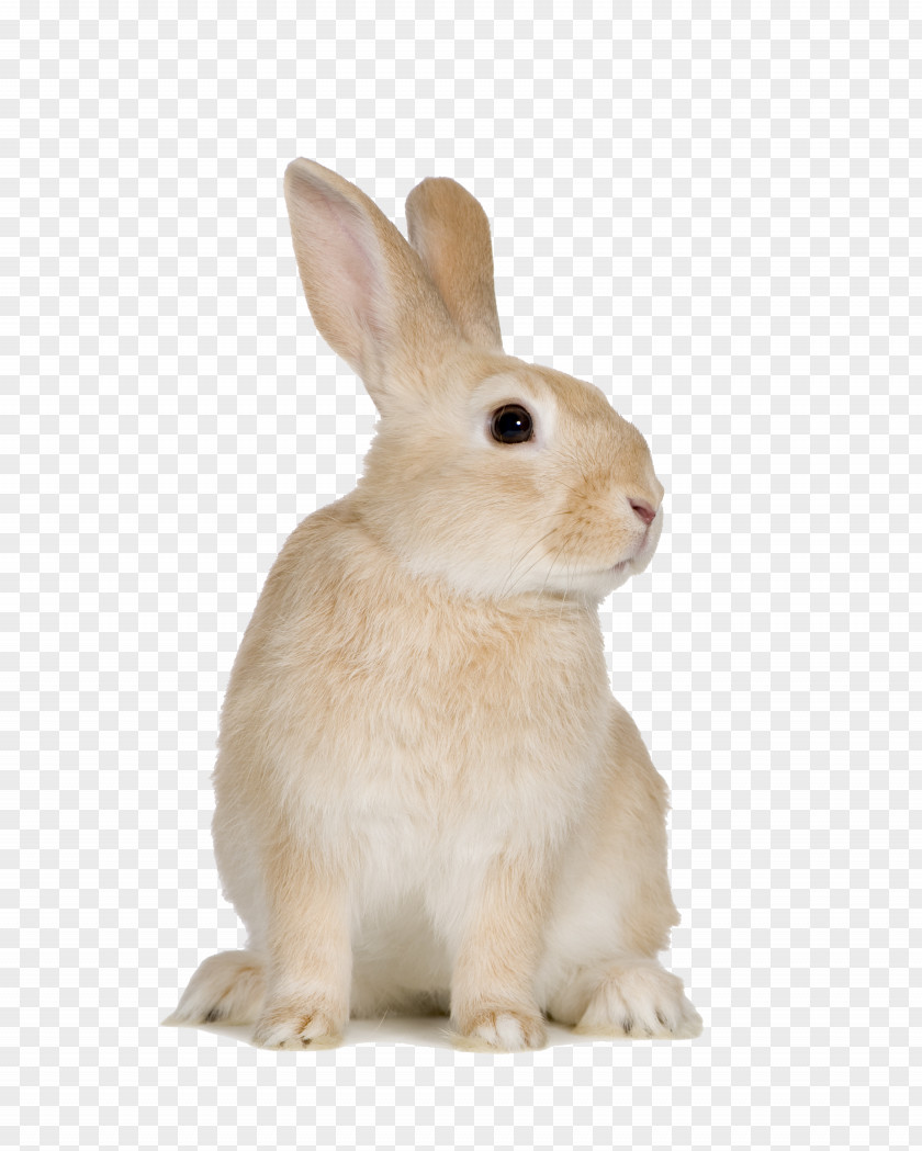 Cute Little Bunny Easter Beige Rabbit Rodent European Domestic PNG