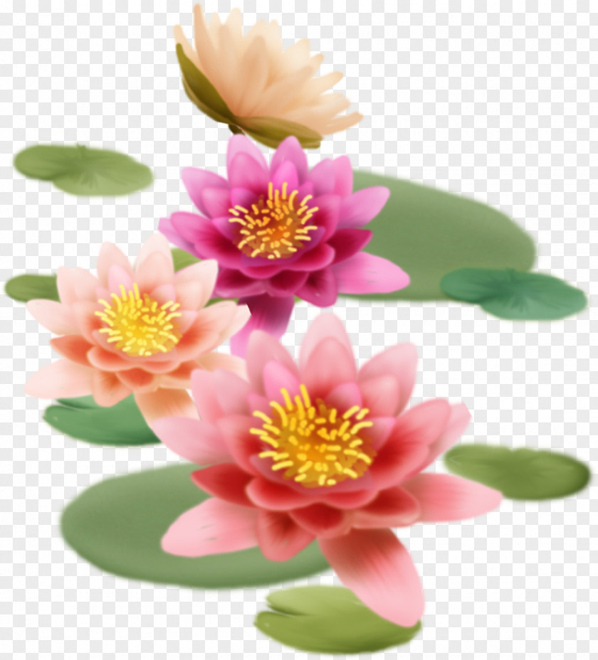 Design Nelumbo Nucifera Pond Poster Art PNG