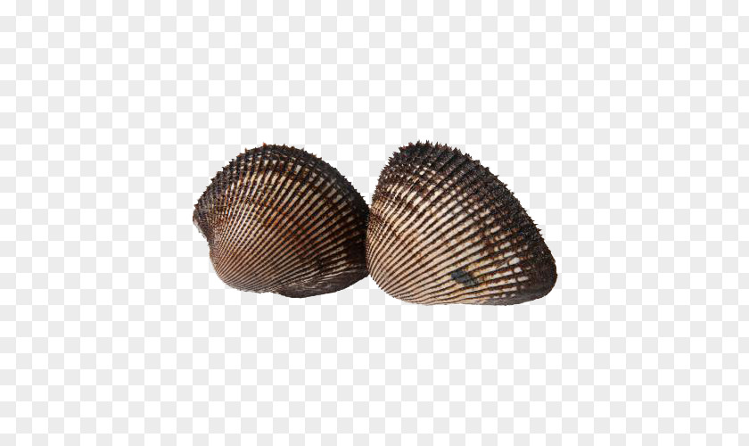 Free Live Birds Shellfish Deduction Material Cockle Bird PNG