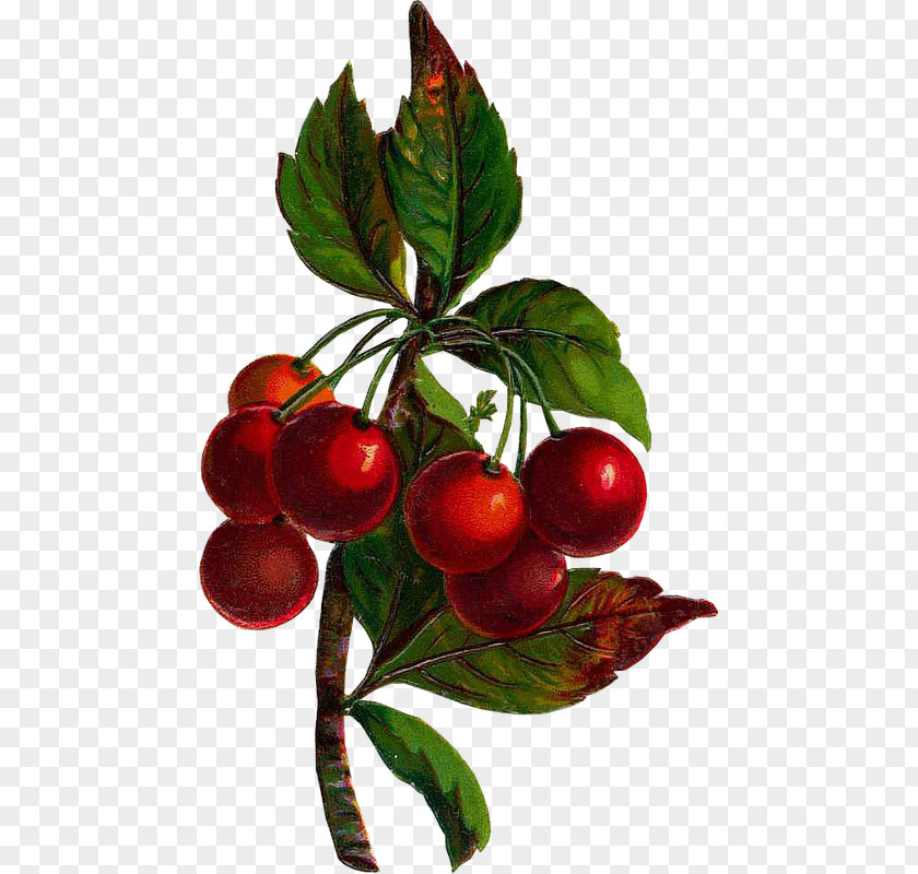 Frutas Lingonberry Fruit Clip Art PNG