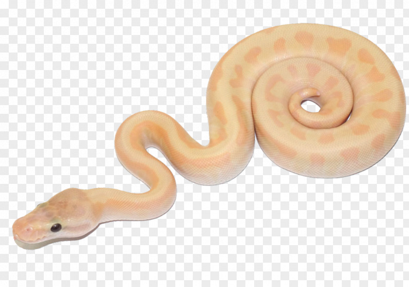 King Cobra Snake Reptile Ball Python Snakes Bubble Gum Image PNG