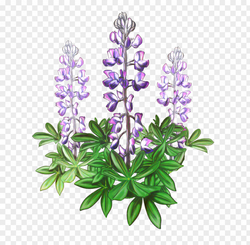 Perennial Plant Lupinus Mutabilis Lavender Background PNG