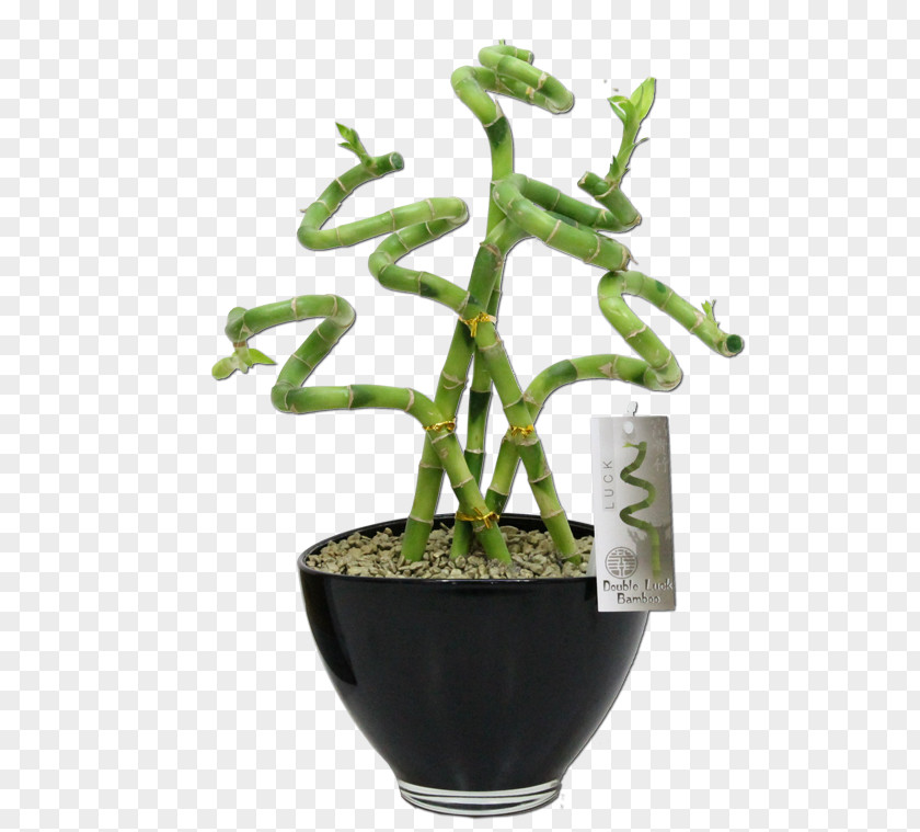 Tree Fig Trees Houseplant Flowerpot PNG