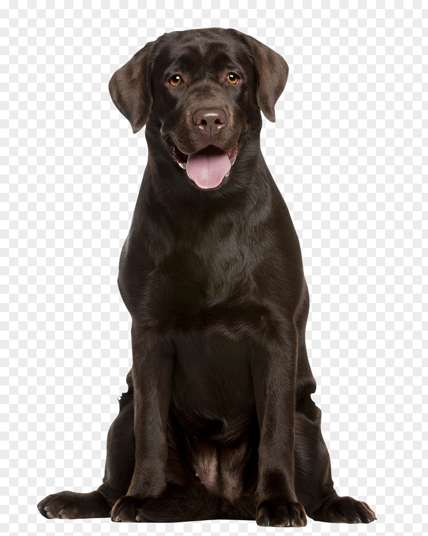Chocolate Lab Puppies Labrador Retriever Puppy Dog Breed Pet Veterinarian PNG