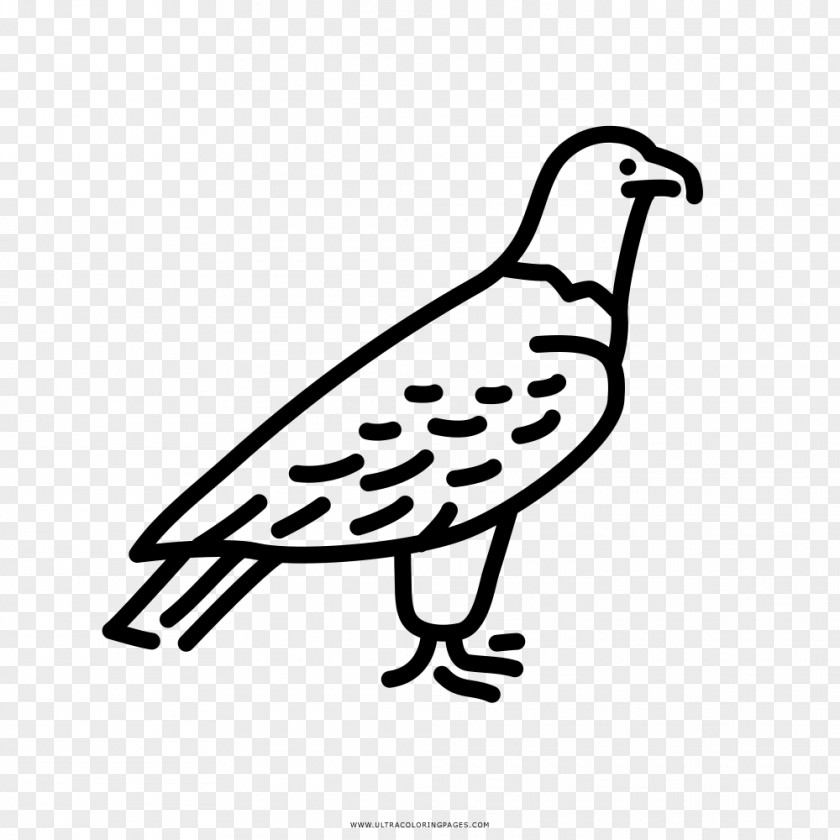 Eagle Beak Drawing Coloring Book Bird PNG