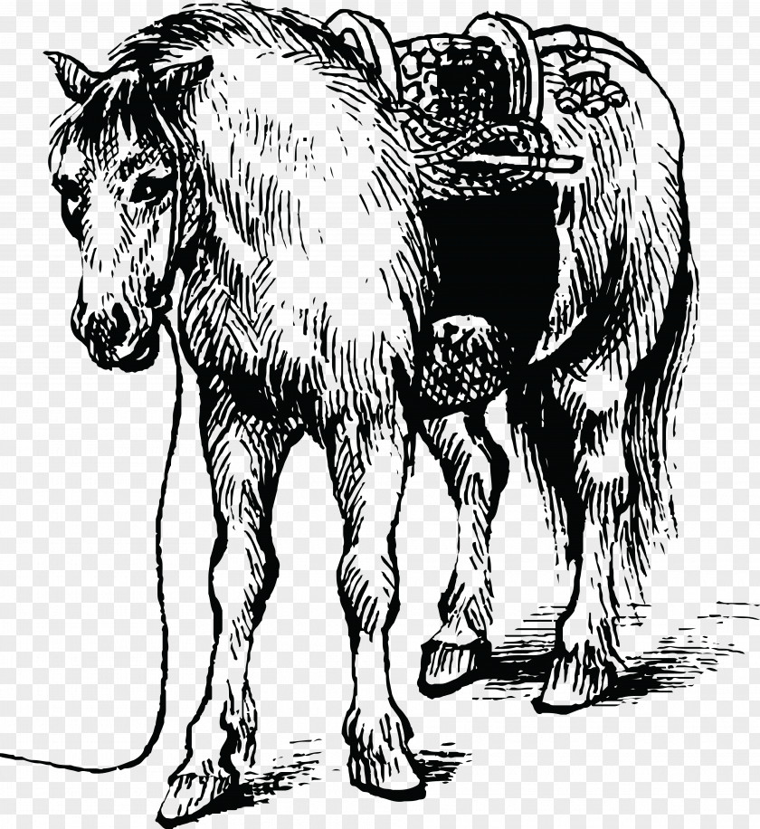 Horse Pony Drawing Black And White Clip Art PNG