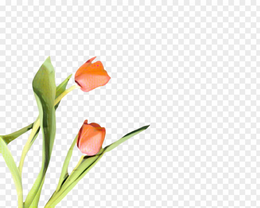 Lily Family Pedicel Flowers Background PNG