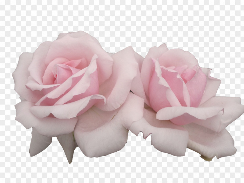 Pastel Pink Flowers Rose PNG