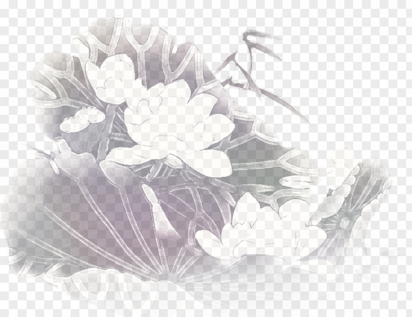 Description Lotus Black And White Nelumbo Nucifera Drawing PNG