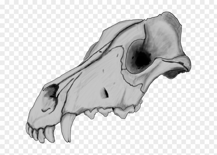Drawing Dogo Argentino Skull Great Dane Dog Anatomy PNG