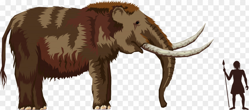 Elephany Pliocene Mastodon Mammoth Clip Art PNG
