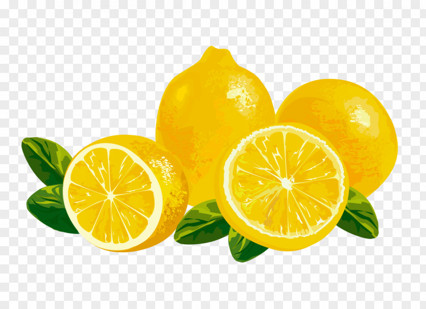 Lemon Vector Material Juice Clip Art PNG