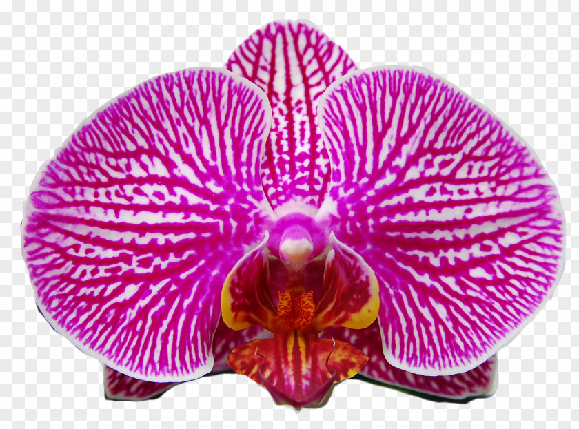 Moth Orchids Pink M PNG