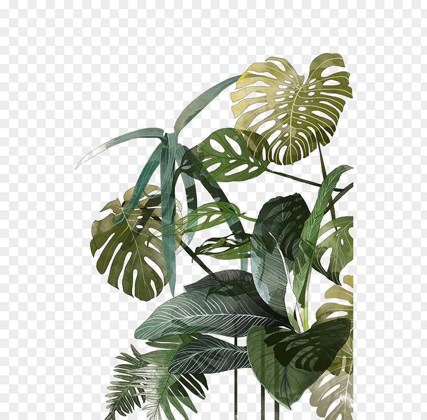 Palm Leaf Botanical Illustration Drawing Watercolor Painting Tropics PNG