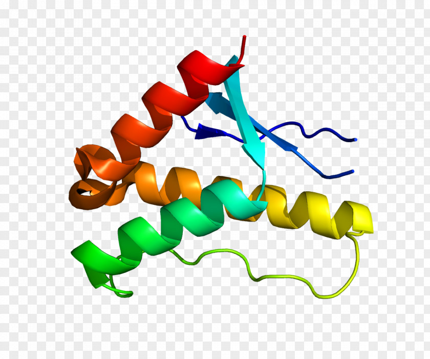 SNX17 Low-density Lipoprotein Receptor Gene Family Sorting Nexin LDL PNG