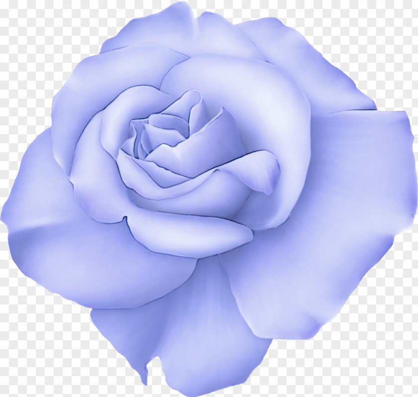 Blue Rose PNG