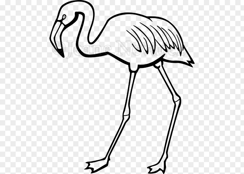 Flamingos Line Art Black And White Clip PNG