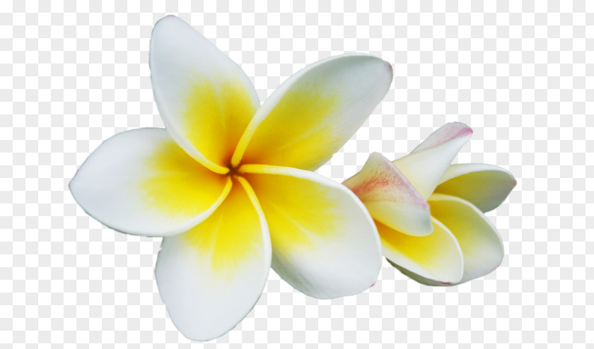 Flower Petal Champak Red Frangipani PNG