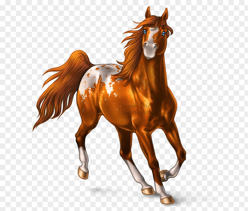 Mustang American Paint Horse Mane Foal Pony PNG