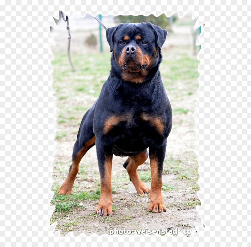 Puppy Rottweiler Dog Breed Val Di Noto PNG
